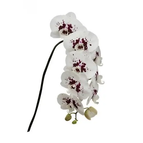 Phalaenopsis weiss/fuchsia weiss 80cm 10 Bis 14 Blüte