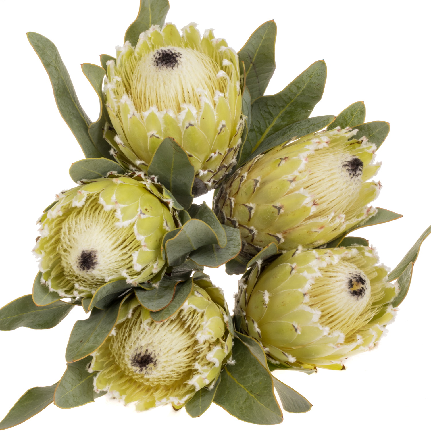 Protea creme Barbigera Polar Princess 50cm