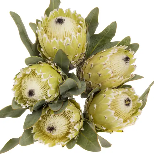 Protea creme Barbigera Polar Princess 50cm