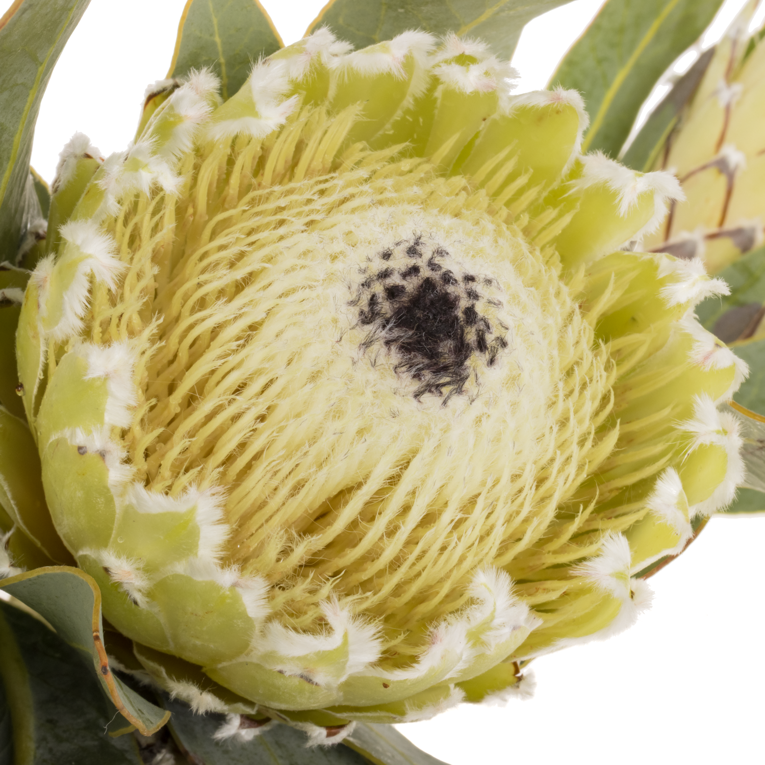 Protea creme Barbigera Polar Princess 50cm