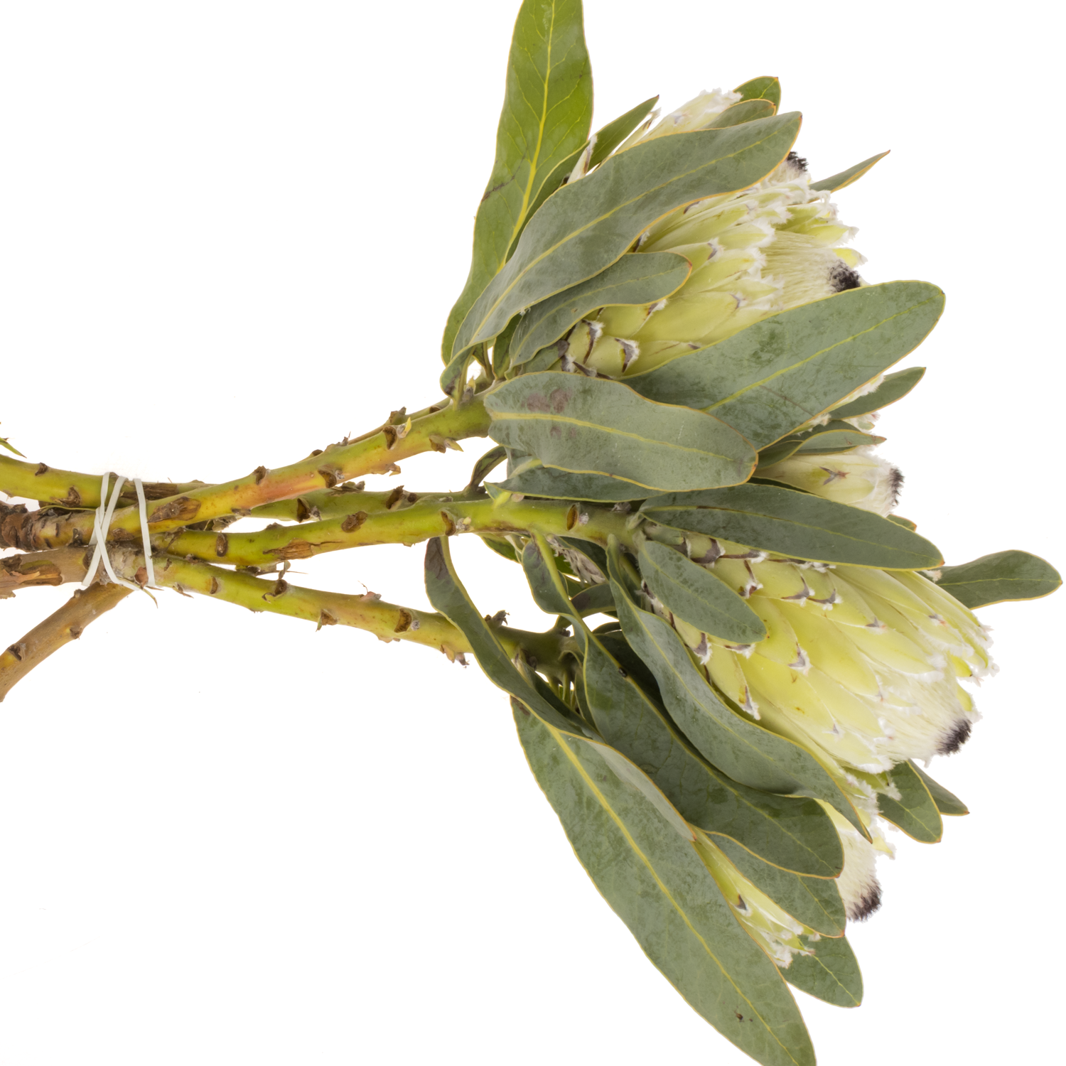 Protea creme Barbigera Polar Princess 50cm