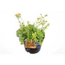 Geum Borisi T17 H45