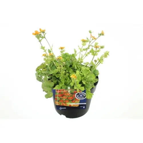 Geum Borisi T17 H45