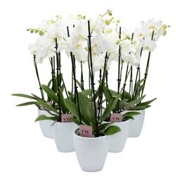 Phal.3-R weiss im Orchidee Übertopf weiss T12 H050