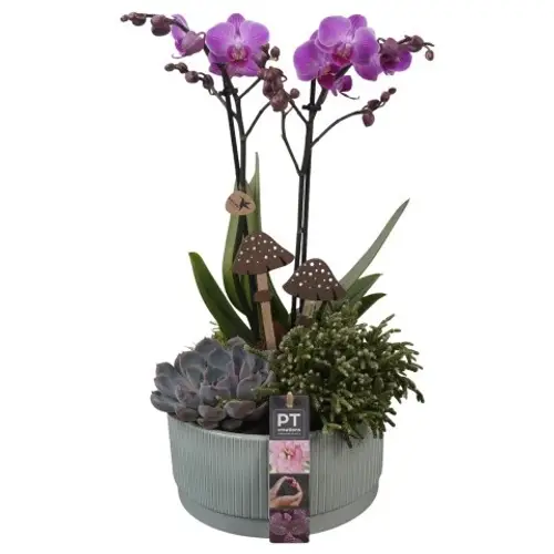 Phal.Arr 	PTHI5593 Herbst T19 H042