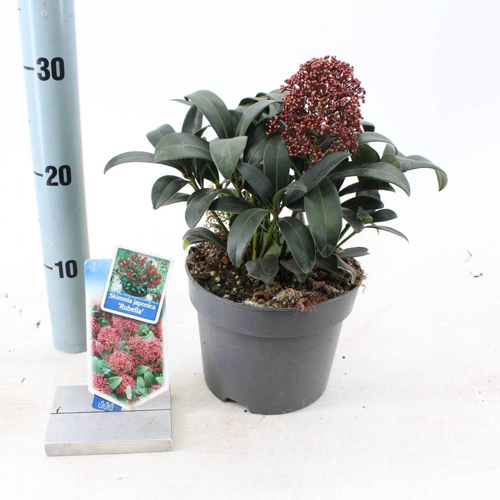 Skimmia Jap. Rubella T17 H025