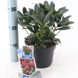 Skimmia Jap. Rubella T17 H025