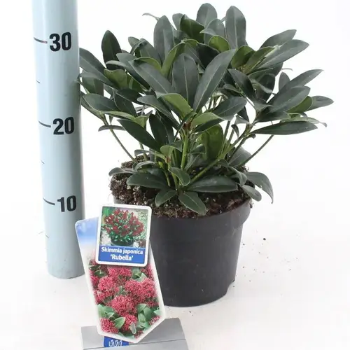 Skimmia Jap. Rubella T17 H025