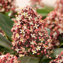 Skimmia Jap. Rubella T17 H025
