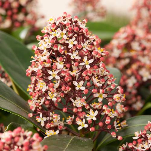 Skimmia Jap. Rubella T17 H025