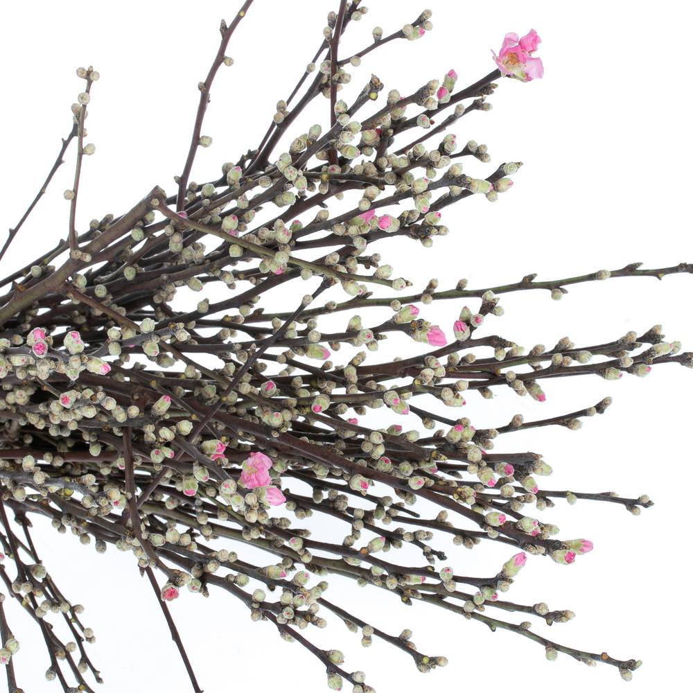 Prunus rosa Mandelzweig 60cm X10