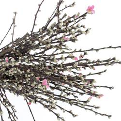 Prunus rosa Mandelzweig 60cm X10