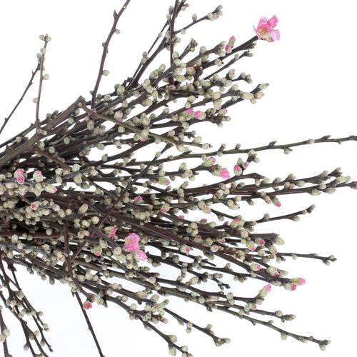 Prunus rosa Mandelzweig 60cm X10