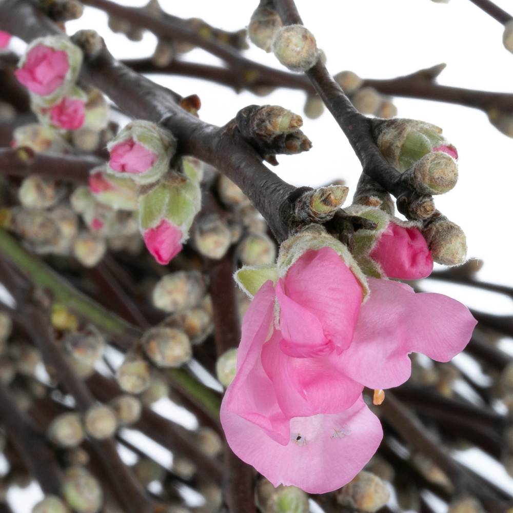 Prunus rosa Mandelzweig 60cm X10
