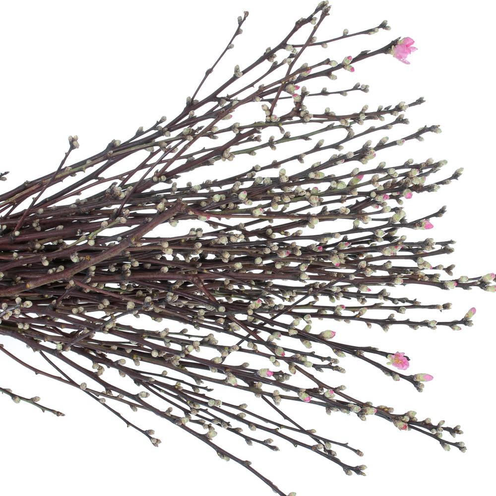 Prunus rosa Mandelzweig 60cm X10