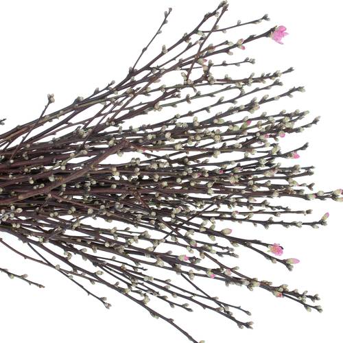 Prunus rosa Mandelzweig 60cm X10