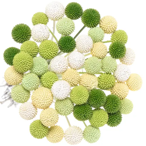 Craspedia mix grün gefärbt 70cm