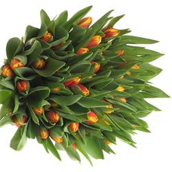 Tulpe orange/gelb Dow Jones 28 Gramm