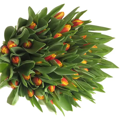 Tulpe orange/gelb Dow Jones 28 Gramm