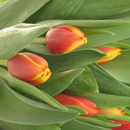 Tulpe orange/gelb Dow Jones 28 Gramm