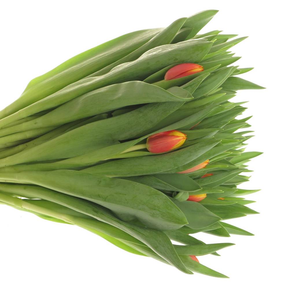 Tulpe orange/gelb Dow Jones 28 Gramm