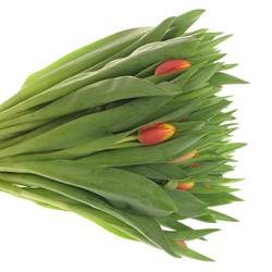 Tulpe orange/gelb Dow Jones 28 Gramm