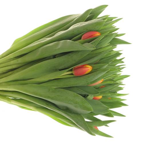 Tulpe orange/gelb Dow Jones 28 Gramm