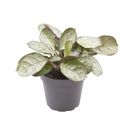 Maranta Leuconeura Mint T06