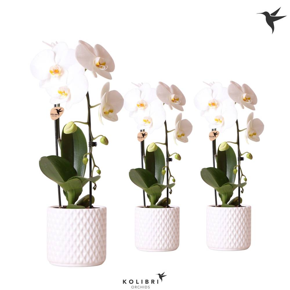 Phal.1-R weiss im Diamond Übertopf T12 H050