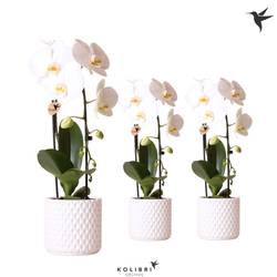 Phal.1-R weiss im Diamond Übertopf T12 H050