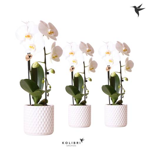 Phal.1-R weiss im Diamond Übertopf T12 H050