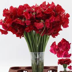 Wicken weinrot Ruby Red 40cm