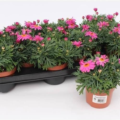 Margerite pink T10,5 H020