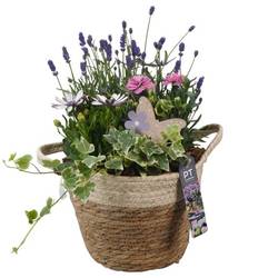 Garten.Arr PTPP2612 T20 H039
