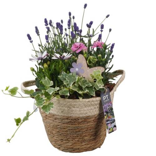 Garten.Arr PTPP2612 T20 H039
