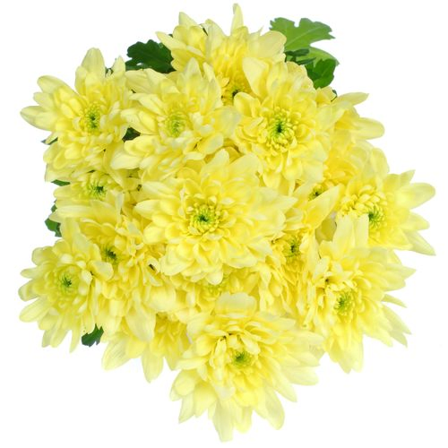 Chrys.Tros creme Baltica 80 Gramm