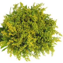 Solidago gelb Carzan Glory 15Gramm 50cm