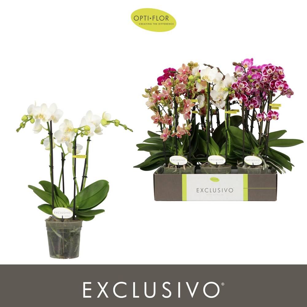 Phal.4-R mix Exclusivo T12 H045