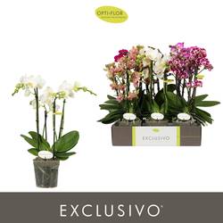 Phal.4-R mix Exclusivo T12 H045