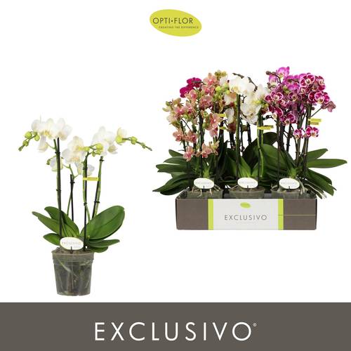 Phal.4-R mix Exclusivo T12 H045