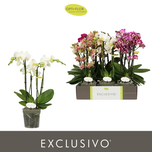 Phal.4-R mix Exclusivo T12 H045