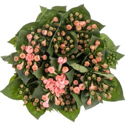 Bouvardie rosa Salmon Diamond 70cm