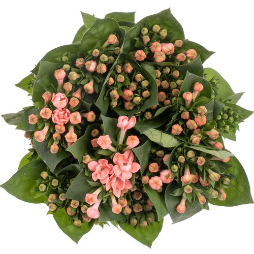Bouvardie rosa Salmon Diamond 70cm