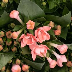 Bouvardie rosa Salmon Diamond 70cm