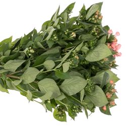 Bouvardie rosa Salmon Diamond 70cm