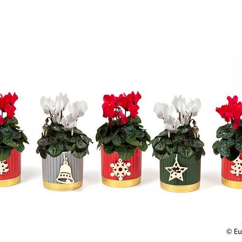 Cyclamen mix im Topf Weihnachten E3511 T06 H012