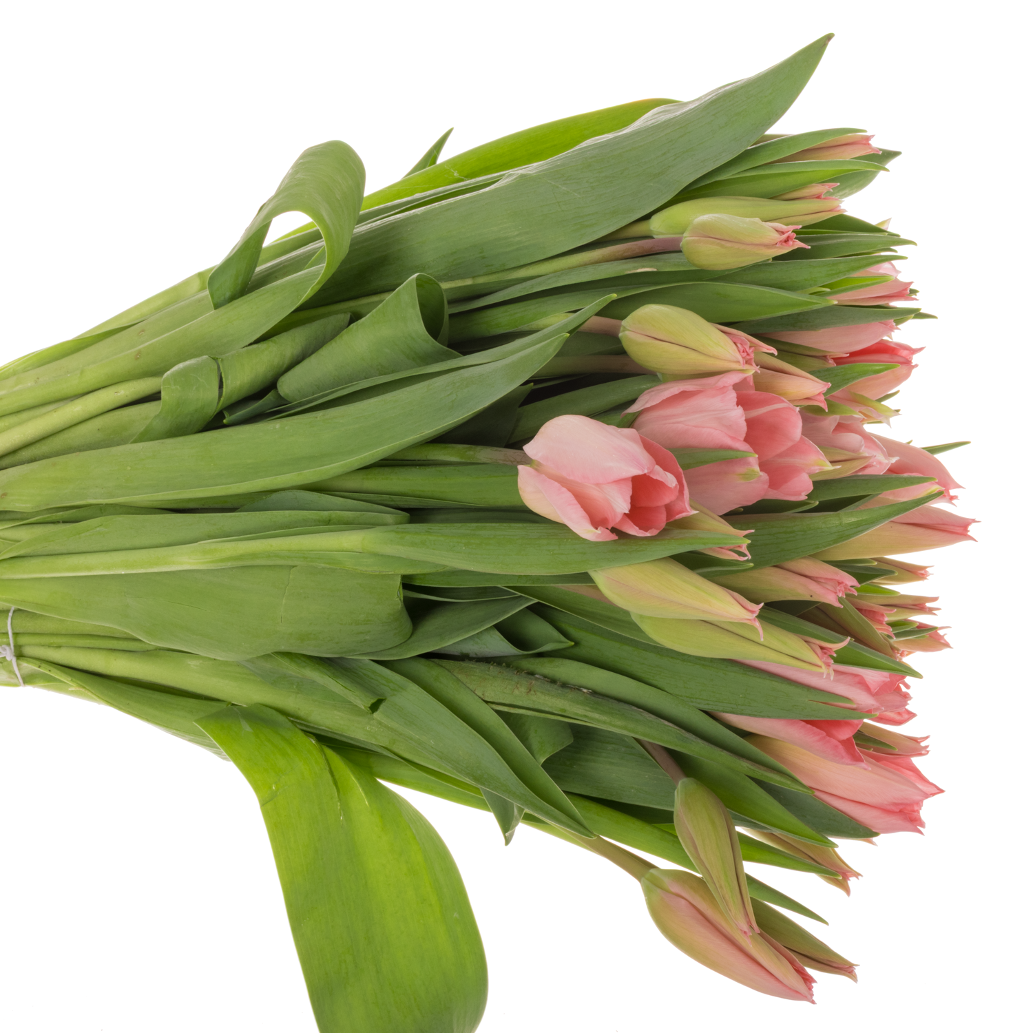 Tulpe rosa Flamning 36 Gramm