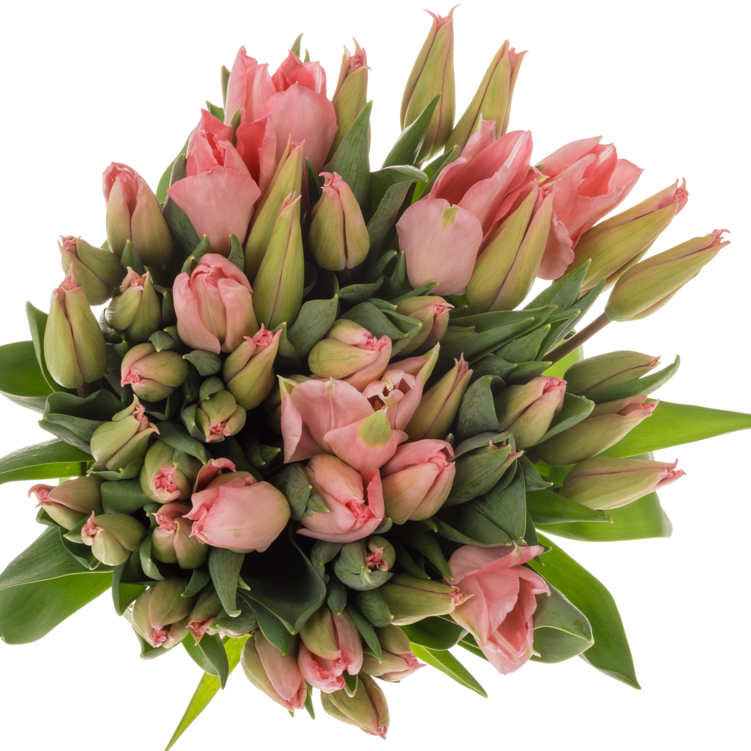 Tulpe rosa Flamning 36 Gramm