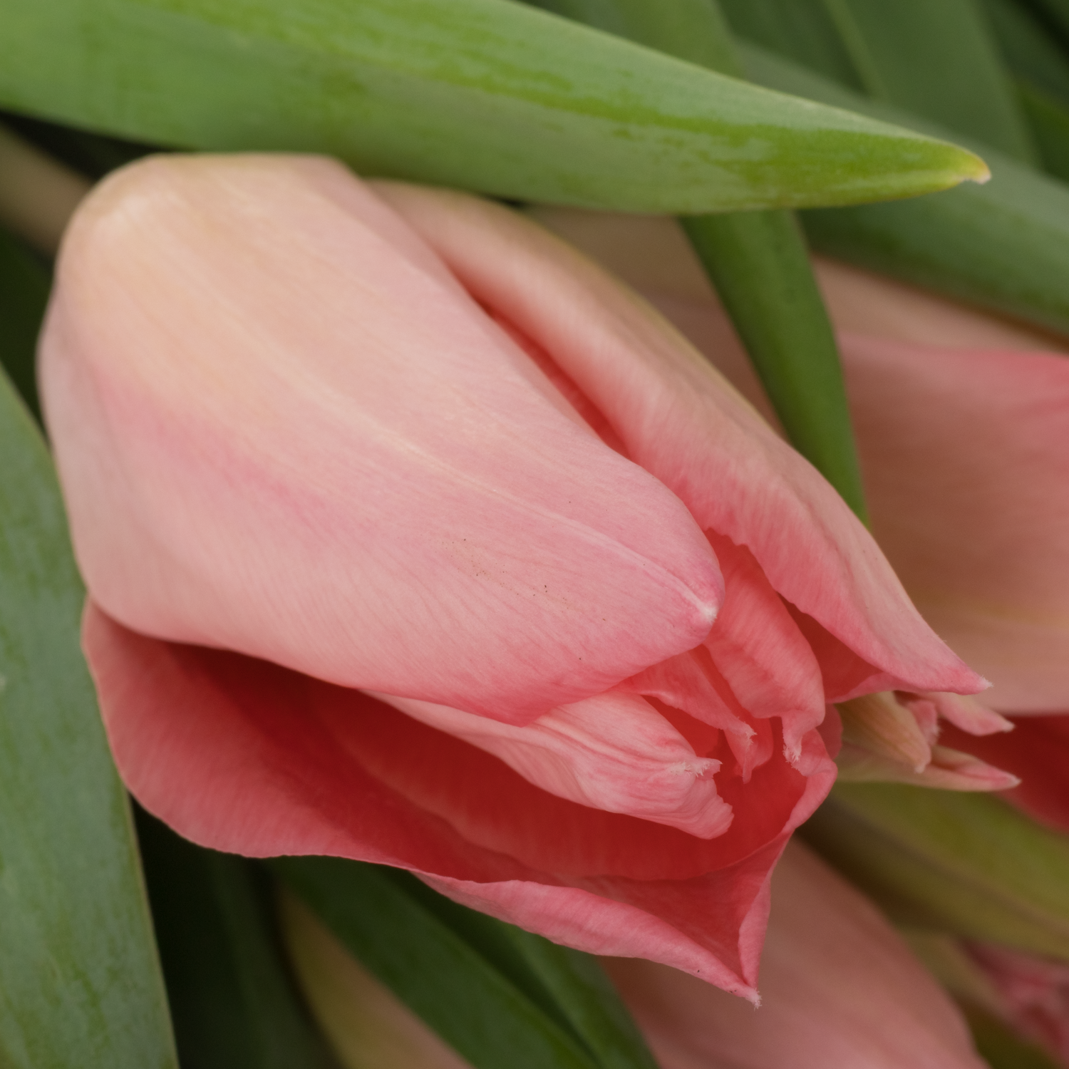 Tulpe rosa Flamning 36 Gramm