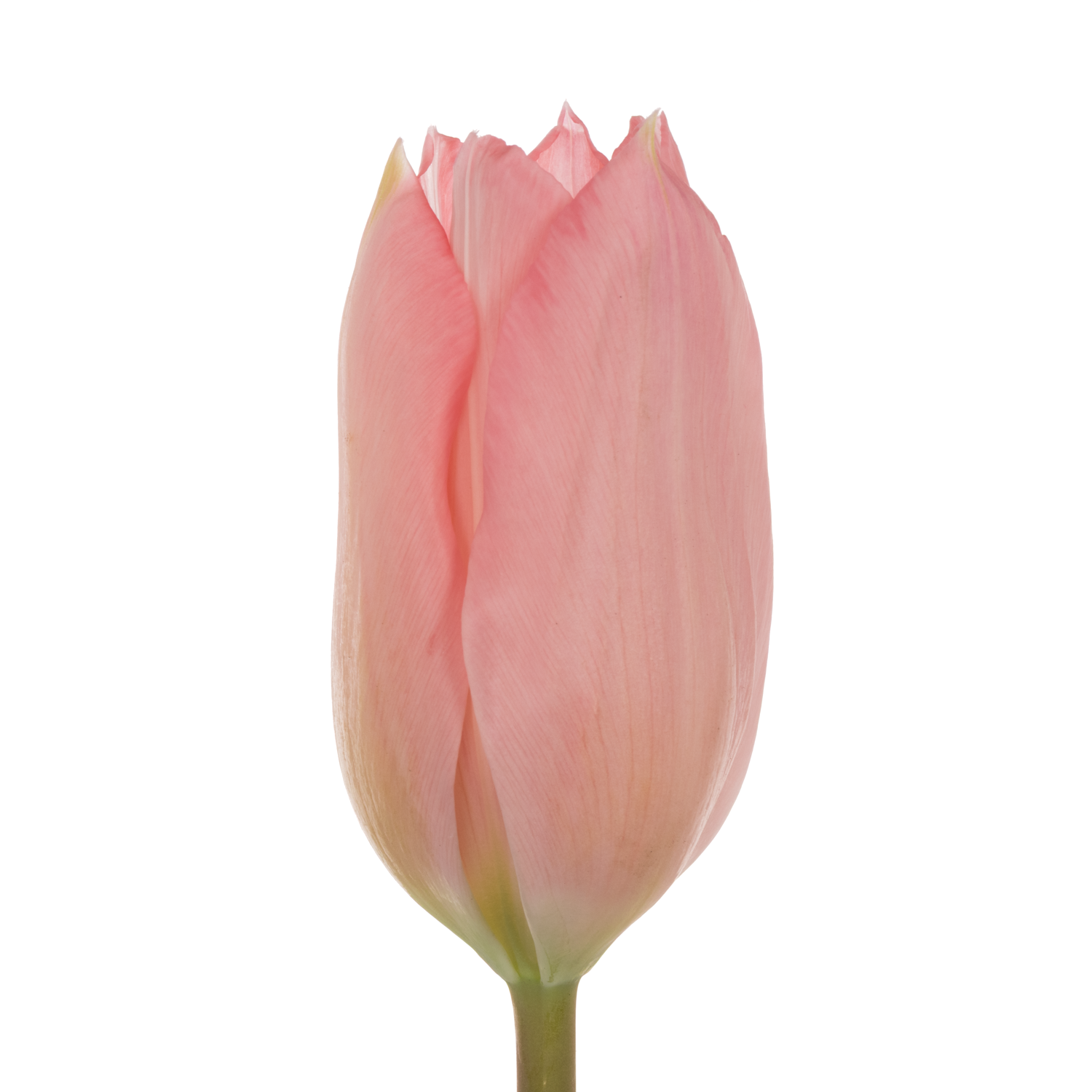 Tulpe rosa Flamning 36 Gramm